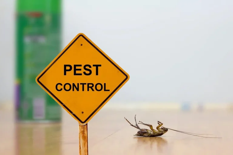 Protect Your Property with Professional Pest Control Services
