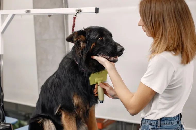 Tricks to Keep Your Pet Calm During Grooming